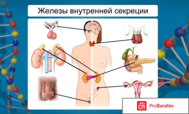 Роль гормонов в организме человека обман