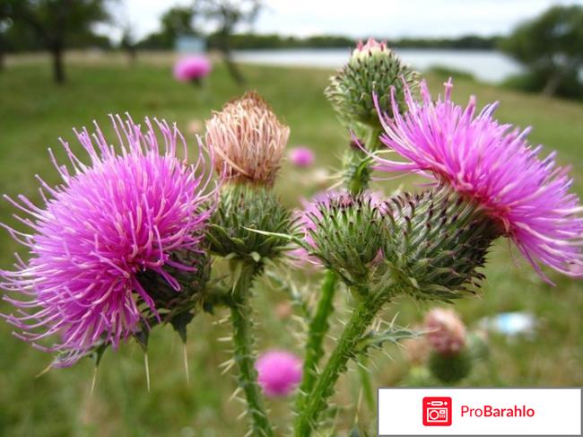 Гепатрин отзывы людей отрицательные отзывы