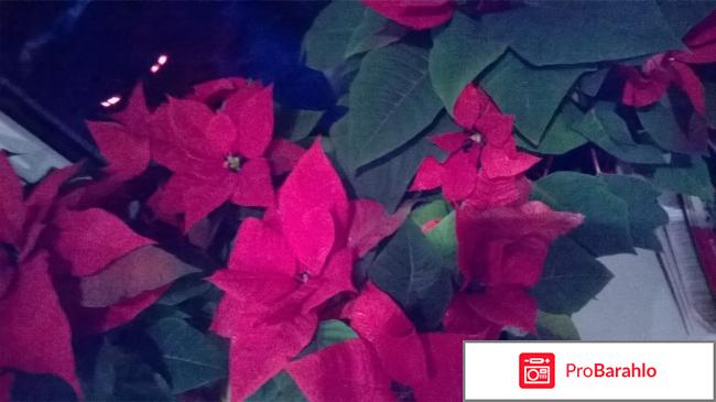 Рождественская звезда - цветок Пуансеттия (Poinsettia). 