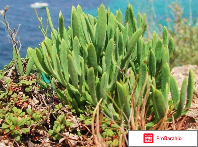 Антивозрастной уход Клеточная питательная маска Algologie 