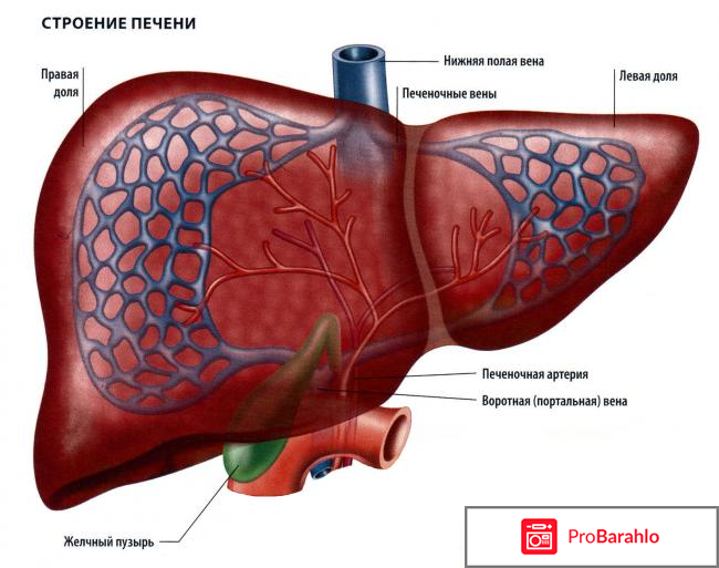 Узи печени расшифровка норма 