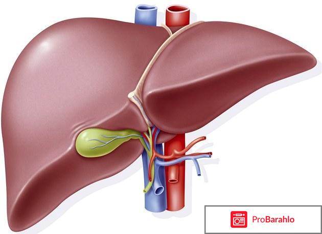 Холесенол артишок отзывы врачей отрицательные отзывы