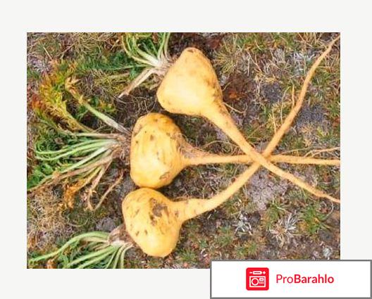 Перуанская мака цена в аптеке 