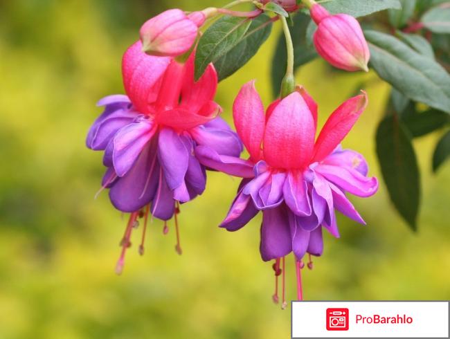 Уход за фуксией и выращивание дома отрицательные отзывы