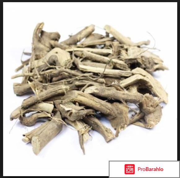 Элеутерококк отзывы отрицательные отзывы