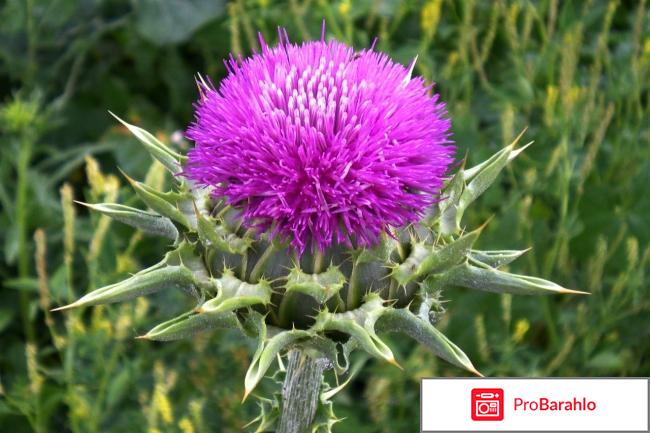 Расторопша для печени в таблетках цена 
