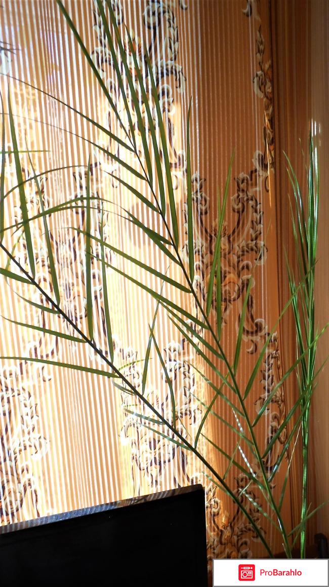 Финиковая пальма - Как вырастить Финиковую пальму из косточки 