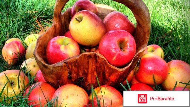 Яблоки: витамины, полезные свойства, вред реальные отзывы