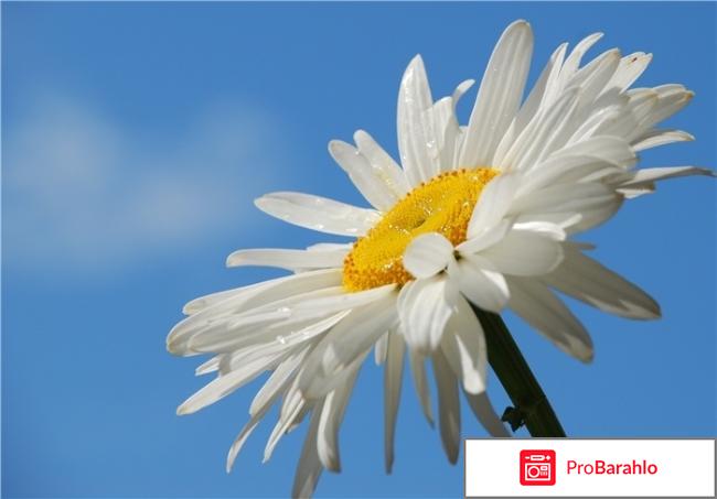 Генитальный туберкулез — Симптомы и лечение 