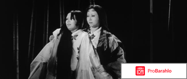 Чёрные кошки в бамбуковых заорслях обман