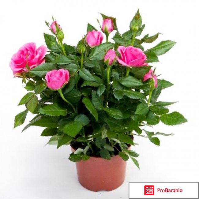 Магазин деленка отзывы 