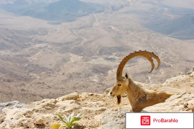 Отдых в израиле 2011 реальные отзывы