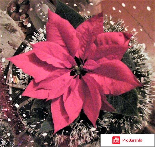 Рождественская звезда - цветок Пуансеттия (Poinsettia). отрицательные отзывы