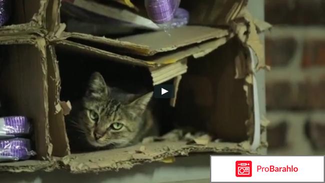 Город кошек обман