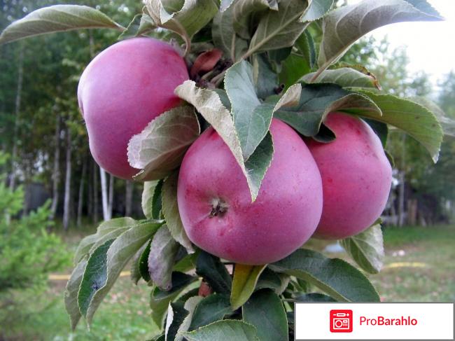 Яблоня колоновидная 