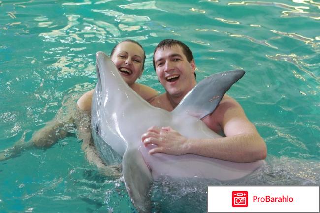 Плавать с дельфинами в москве 