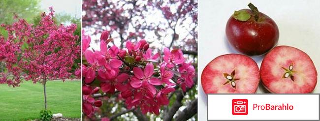 Яблоня недзвецкого описание фото отзывы отрицательные отзывы