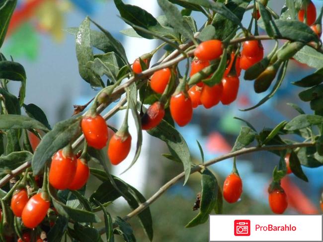 Выращивание ягод годжи: посадка, уход, как собирать обман