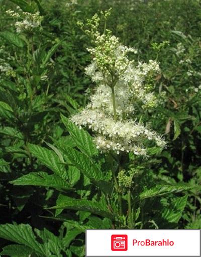 Таволга обман