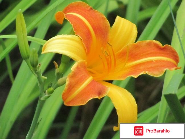 Лилейники - многолетние цветы для ленивых отрицательные отзывы