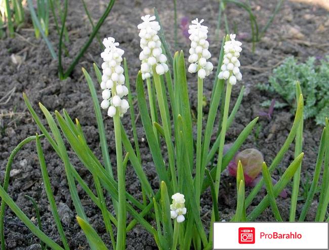 Как вырастить мускари дома? отрицательные отзывы