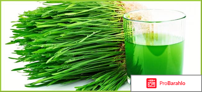 Витграсс отзывы реальных людей отрицательные отзывы