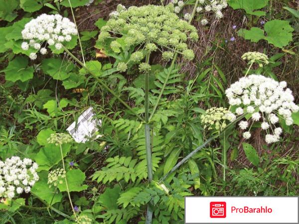 Рандеву  возбудитель  RENDEZ  VOUS фото