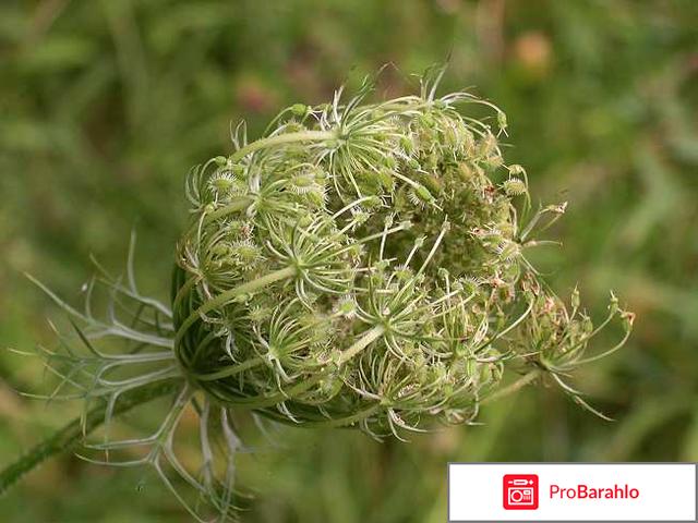 Жевание семян морковки для предотвращения беременности 