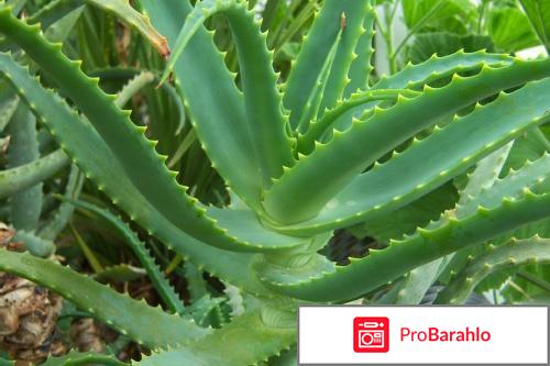 Специальный уход TimeMachine Hyal 1000 Aloe Storyderm 