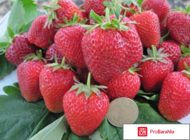 Клубника сенсация описание сорта фото отзывы отрицательные отзывы