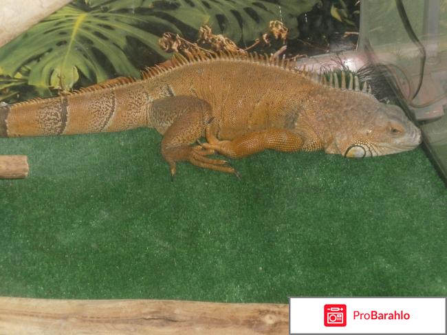 Контактный Зоопарк 