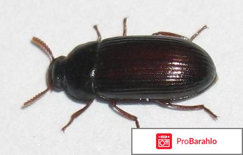 Жук знахарь отзывы отрицательные 