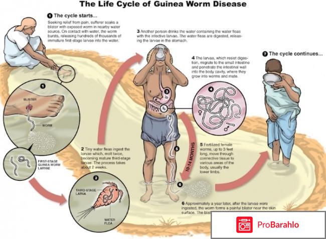 Подкожный червь отрицательные отзывы