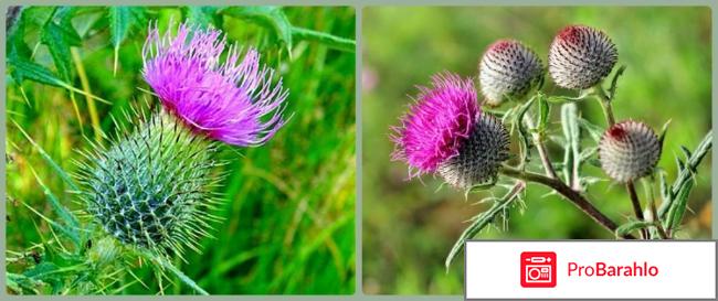 Расторопша лечебные свойства