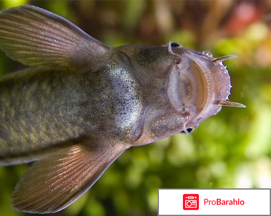 Рыбки для пилинга 