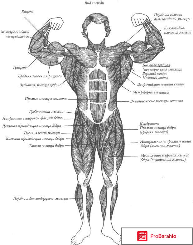 Мышечная система организма человека строение обман