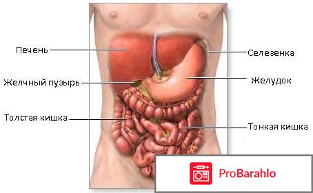 Селезенка где находится и как болит обман