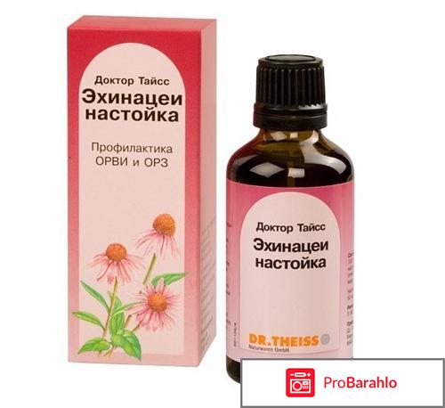 Эхинацея для иммунитета 