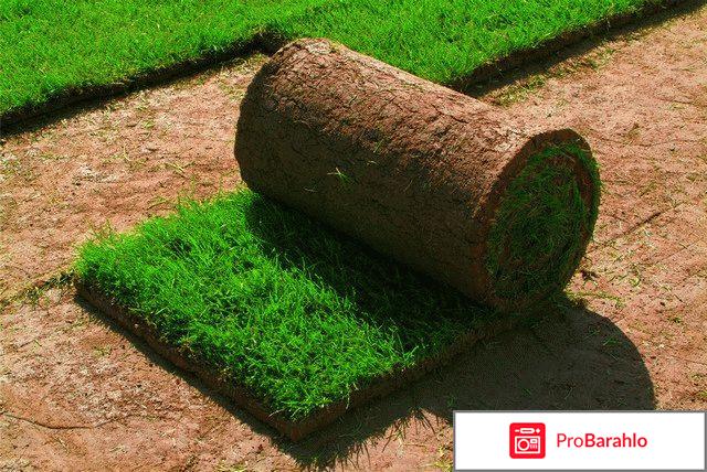 Газон и уход за ним 