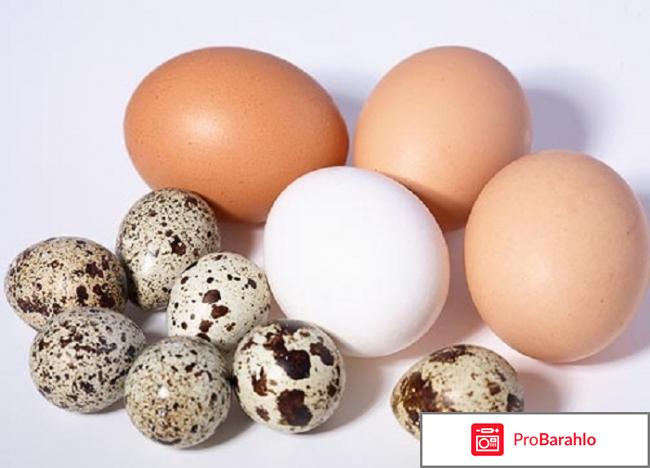 Можно ли есть яйца для похудения? отрицательные отзывы