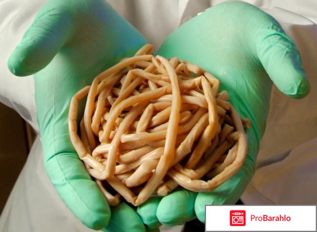 Бактефорт капли от паразитов цена 