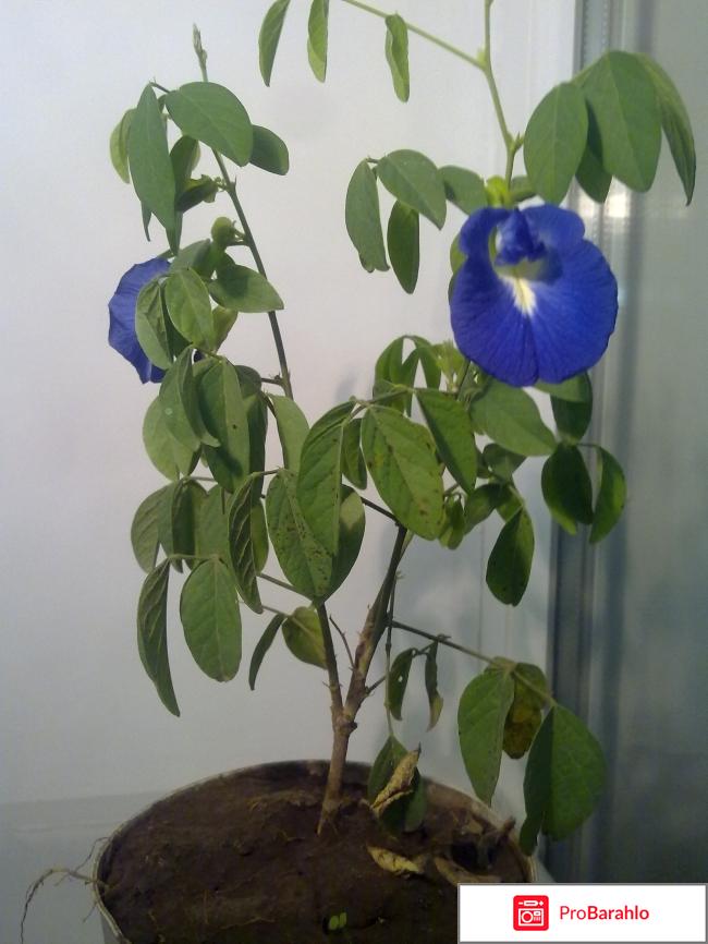 Растение Клитория (Clitoria ternatea) 