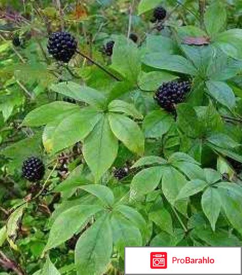 Элеутерококк отзывы обман