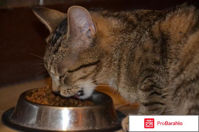 Purina pro plan для кошек отзывы отрицательные отзывы