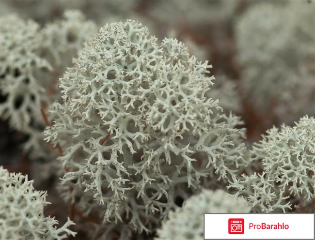 Лечебные свойства исландского моха для мужчин отзывы людей обман