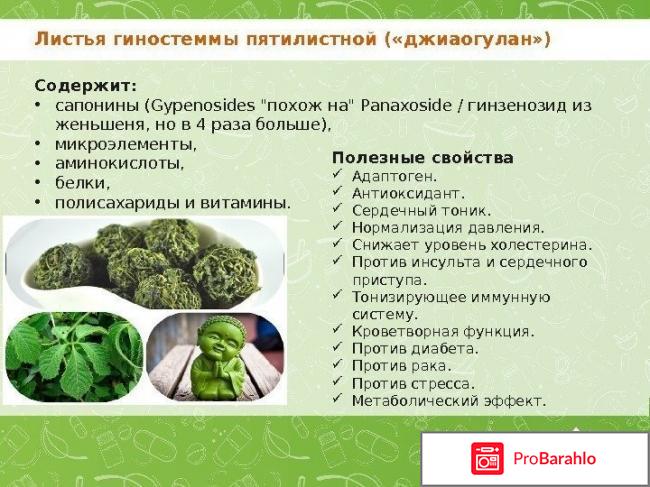 Гиностемма пятилистная реальные отзывы