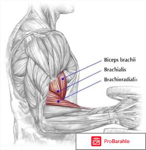 Молотковые сгибания руки на брахиалисОчень часто 