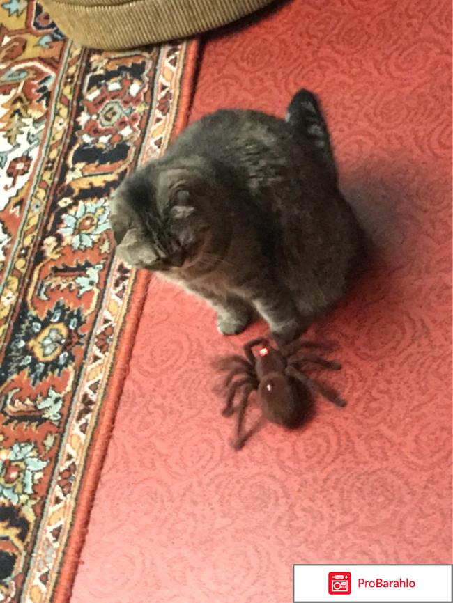 Радиоуправляемый тарантул. отрицательные отзывы