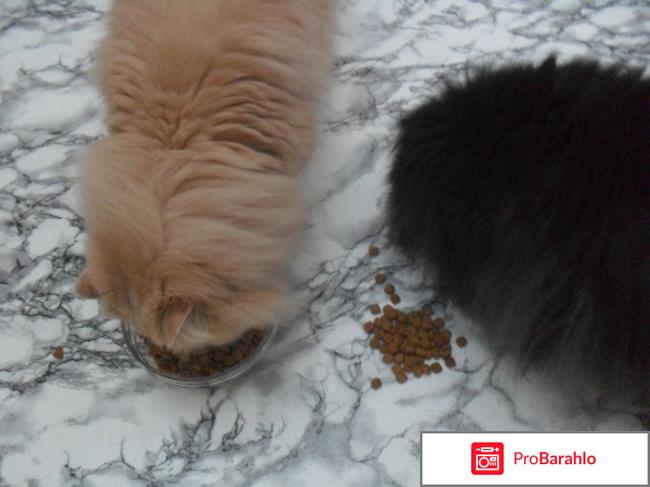 Сухой корм для кошек Royal Canin Neutered Young Male обман