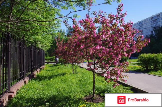 Яблоня недзвецкого описание фото отзывы обман